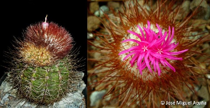 Melocactus evae ex Hatibonico, Cu ©José Miguel Acuña